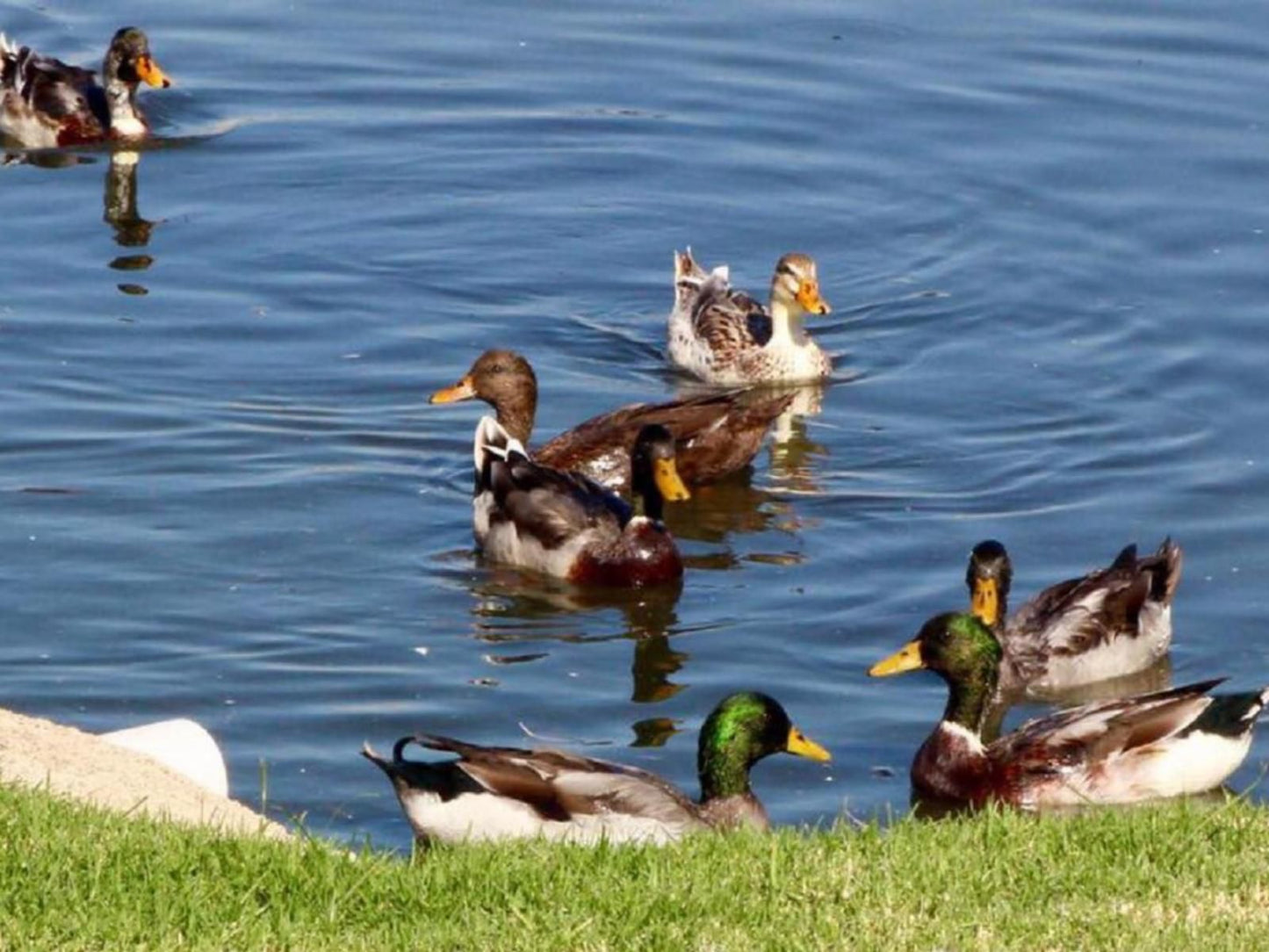 Lahani Lodge Benoni North Johannesburg Gauteng South Africa Complementary Colors, Duck, Bird, Animal