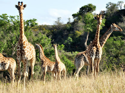 Lake Eland Game Reserve, Giraffe, Mammal, Animal, Herbivore