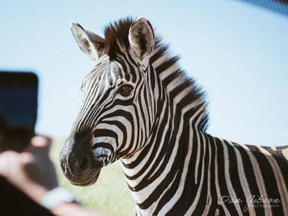 Lake Eland Game Reserve, Zebra, Mammal, Animal, Herbivore