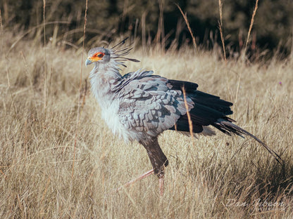 Lake Eland Game Reserve, Bird, Animal