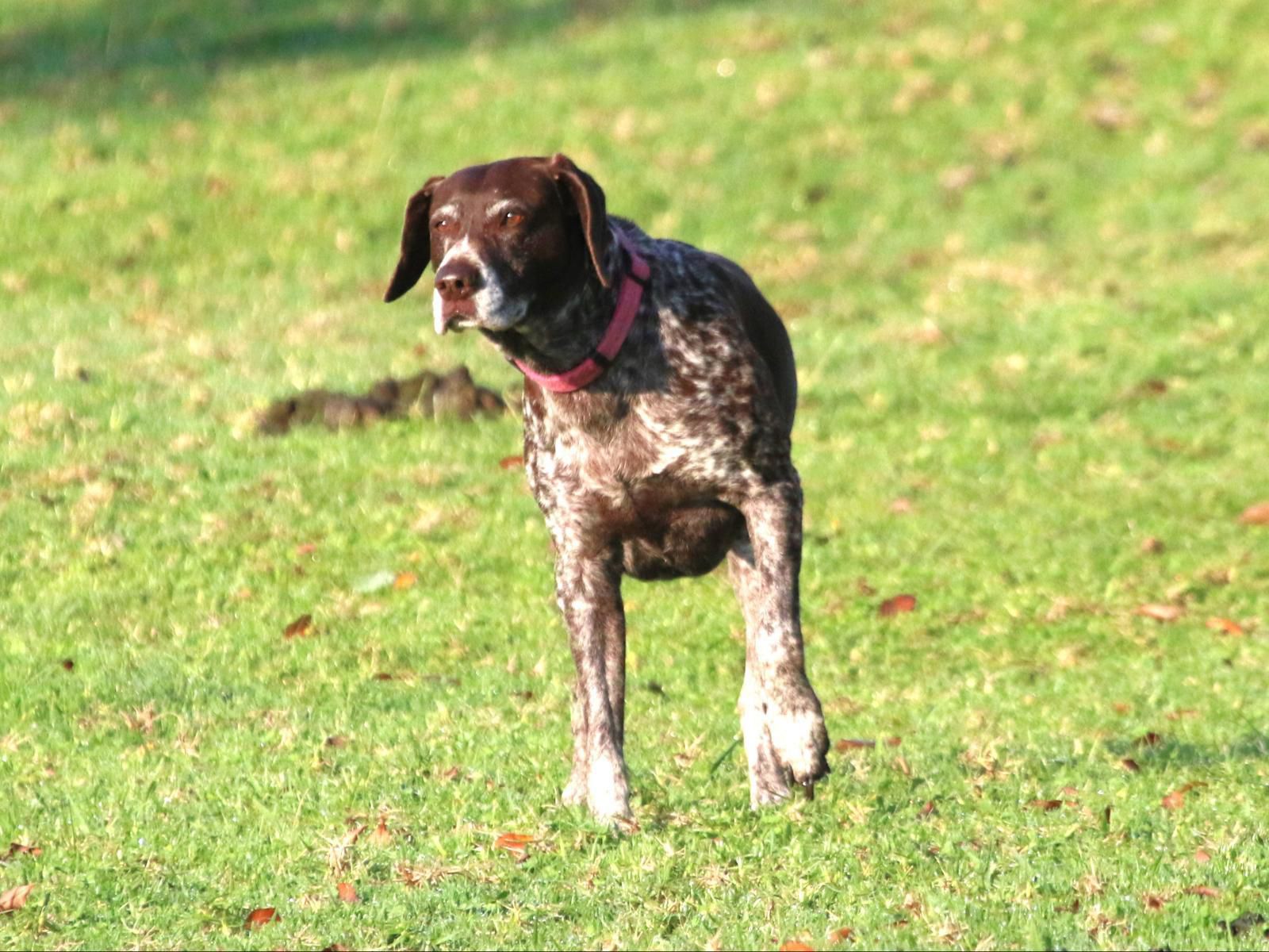 Lake Heron Game & Trout Farm, Dog, Mammal, Animal, Pet