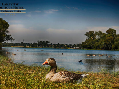 Lakeview Boutique Hotel Farrarmere Johannesburg Gauteng South Africa Duck, Bird, Animal