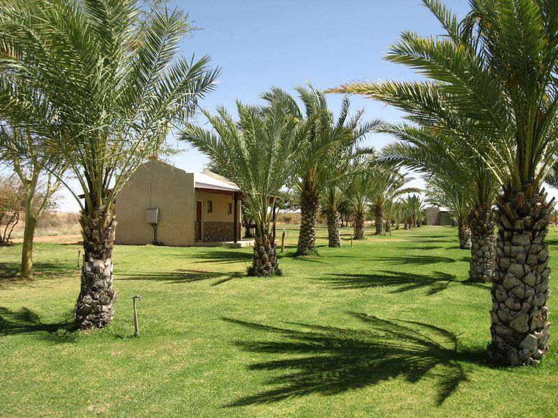 Lake Grappa Guest Farm Marchand Northern Cape South Africa Palm Tree, Plant, Nature, Wood, Desert, Sand