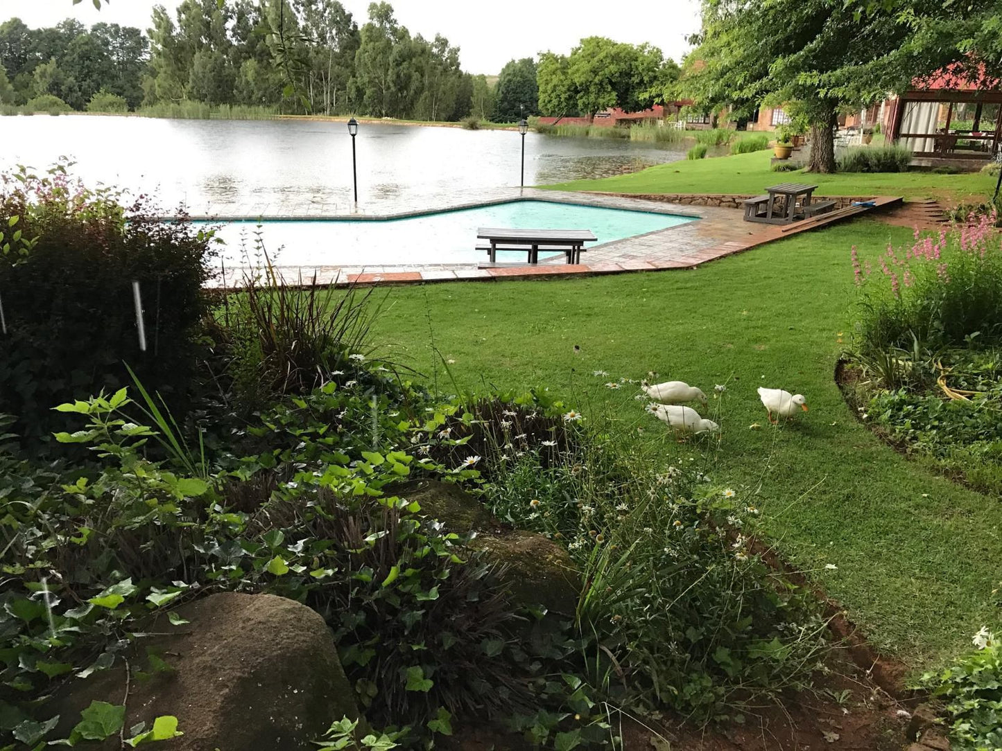 Lakeside Chalets 3 And 4 Critchley Hackle Lodge Dullstroom Mpumalanga South Africa Garden, Nature, Plant