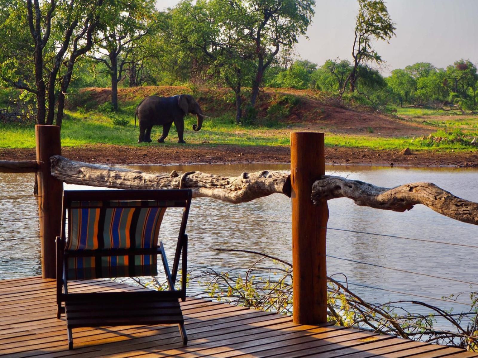 Lamai Safari Hoedspruit Limpopo Province South Africa Elephant, Mammal, Animal, Herbivore