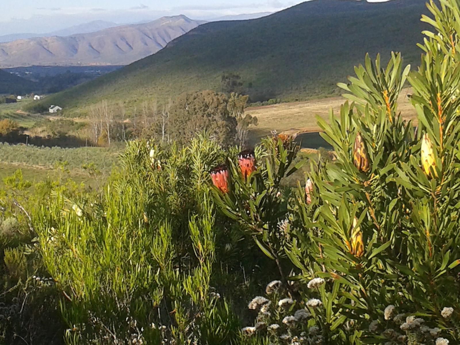 Lancewood Tipi Lodge Assegai Rest Robertson Western Cape South Africa Nature