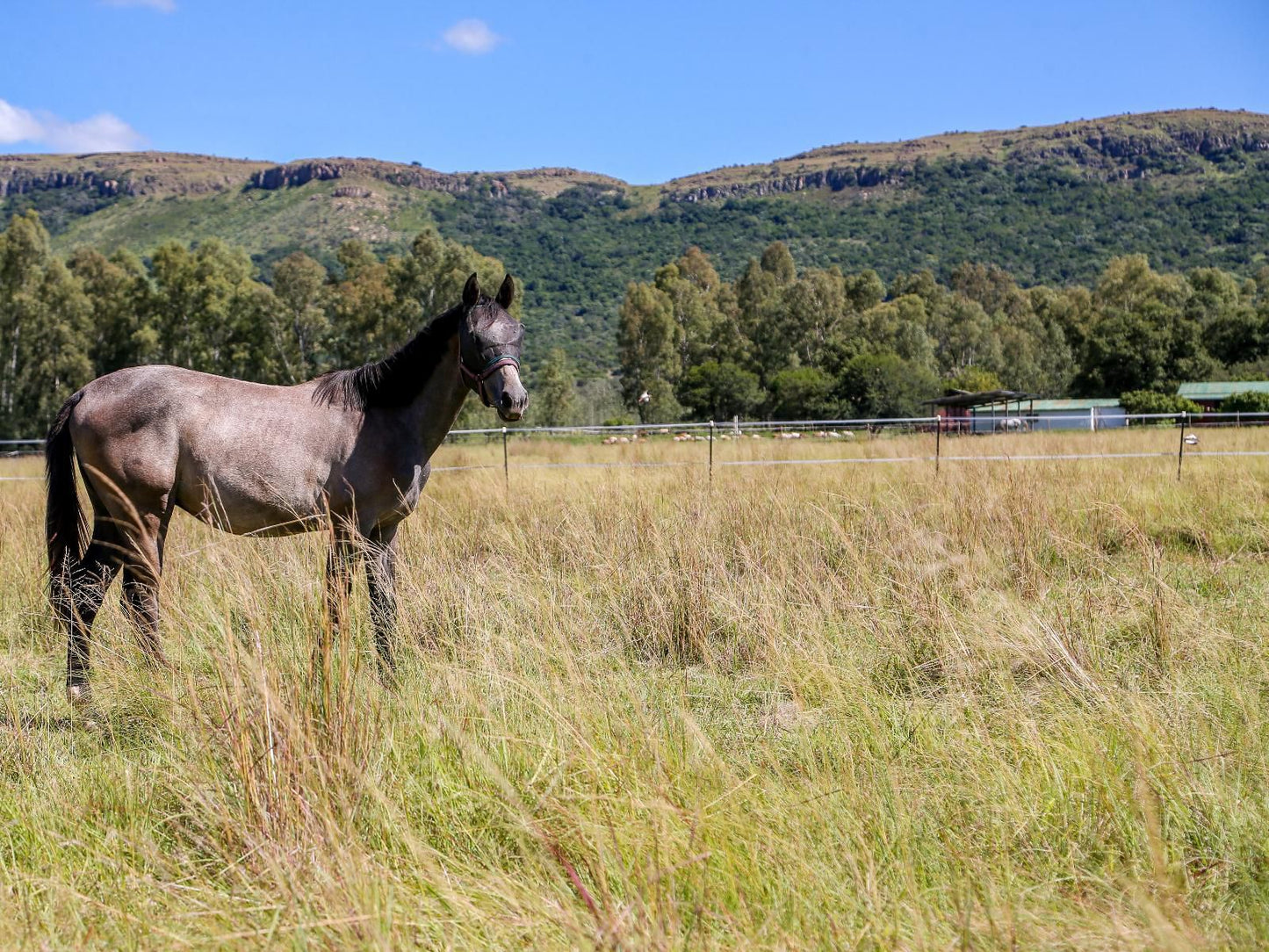 Landor Stud S Farm Cottage Magaliesburg Gauteng South Africa Complementary Colors, Horse, Mammal, Animal, Herbivore