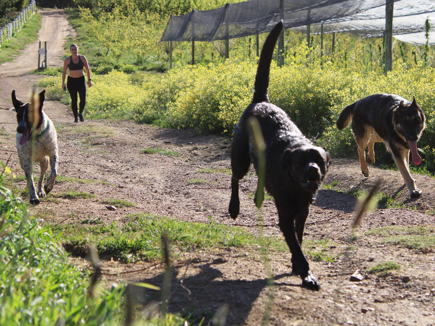 Langdam Guest Farm, Dog, Mammal, Animal, Pet, Person