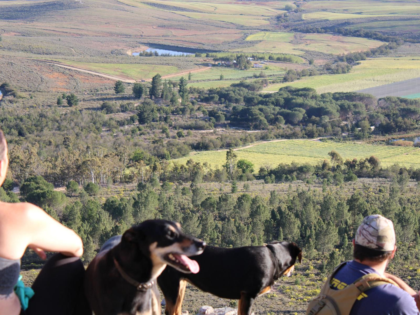 Langdam Guest Farm, Dog, Mammal, Animal, Pet, Person