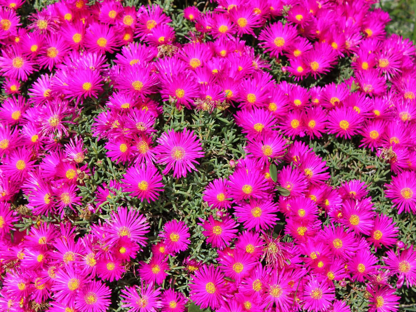 Langebaan Holiday Homes, Colorful, Daisy, Flower, Plant, Nature