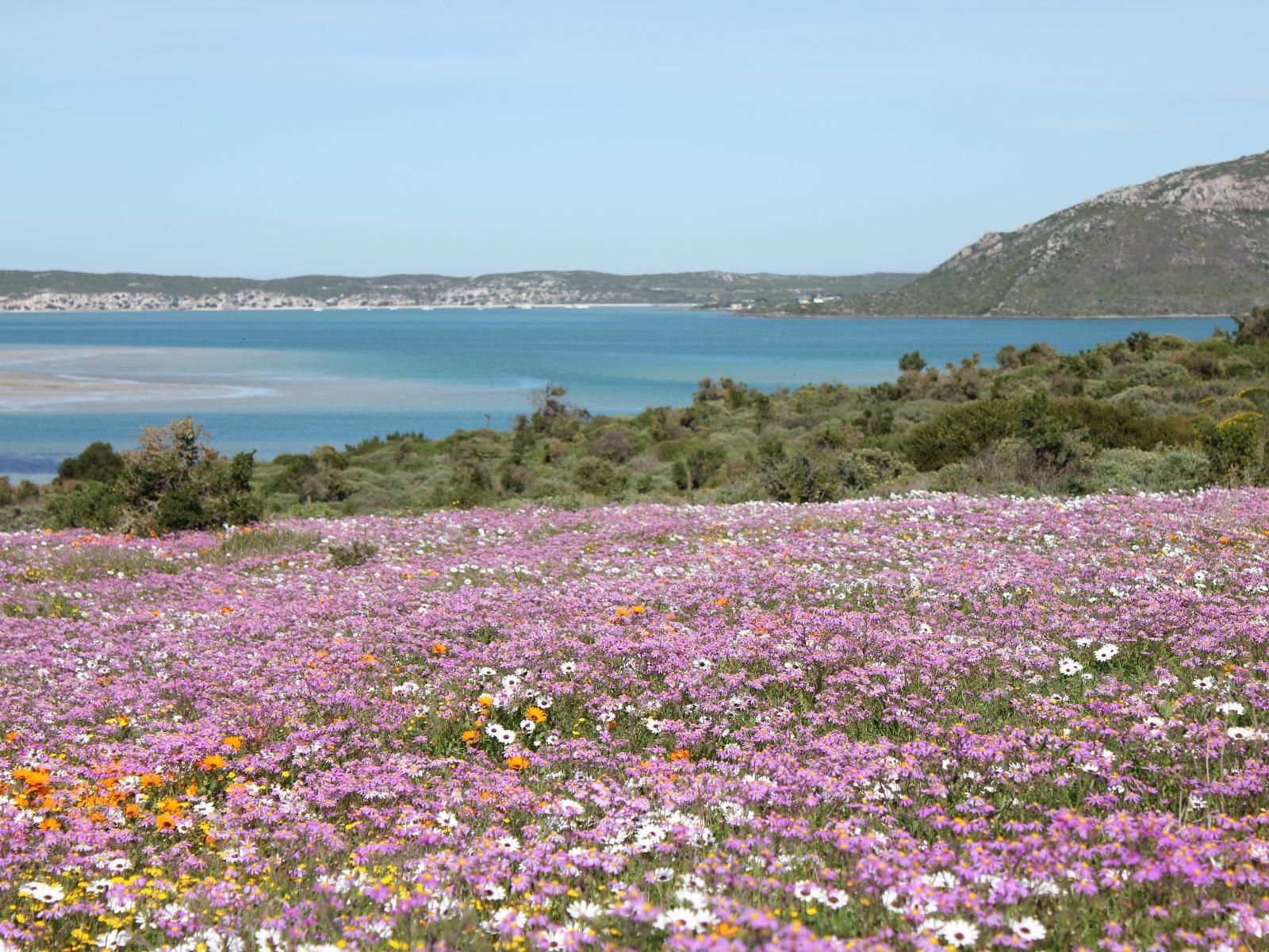 Langebaan Holiday Homes, Beach, Nature, Sand, Plant