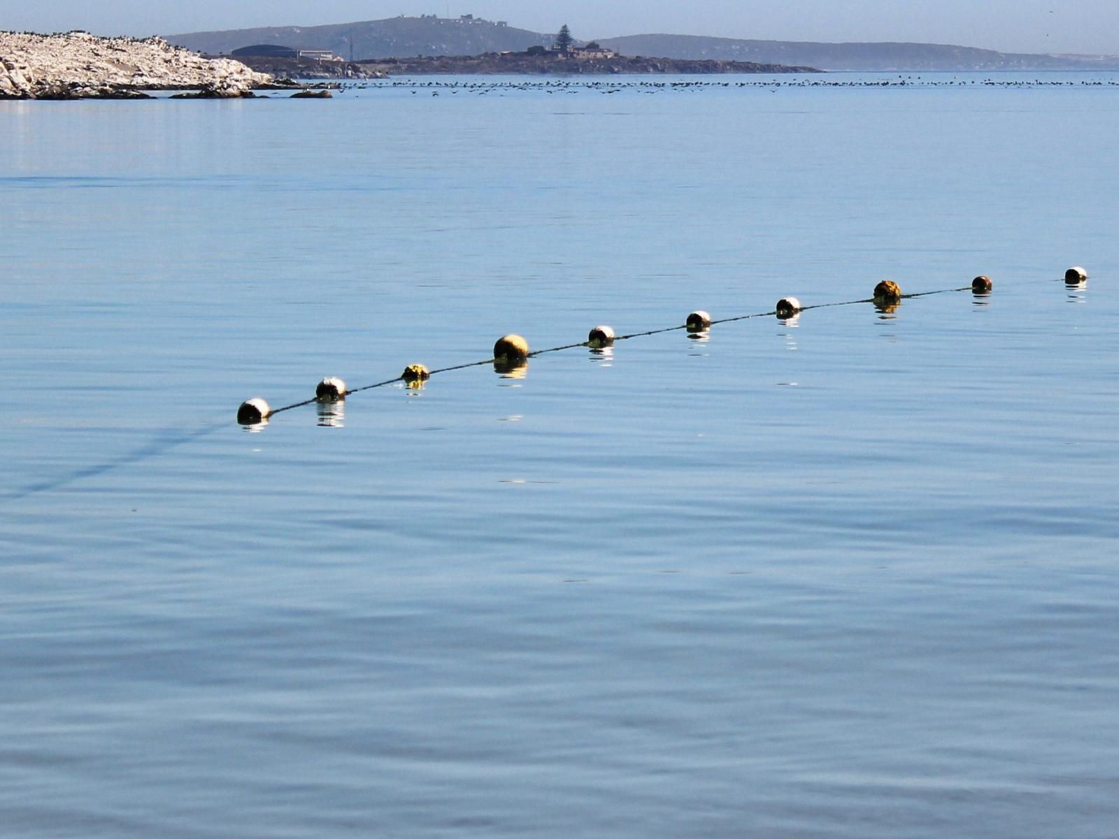 Langebaan Holiday Homes, Nivica 57, Langebaan, 4 Sleeper, Bird, Animal, Beach, Nature, Sand