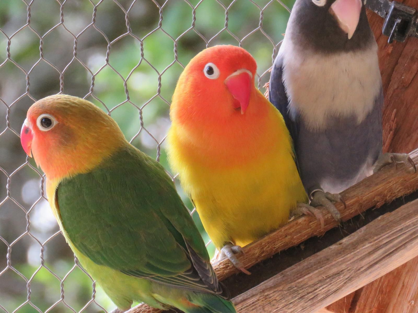 Langeberg Guest Lodge Swellendam Western Cape South Africa Budgerigar, Bird, Animal