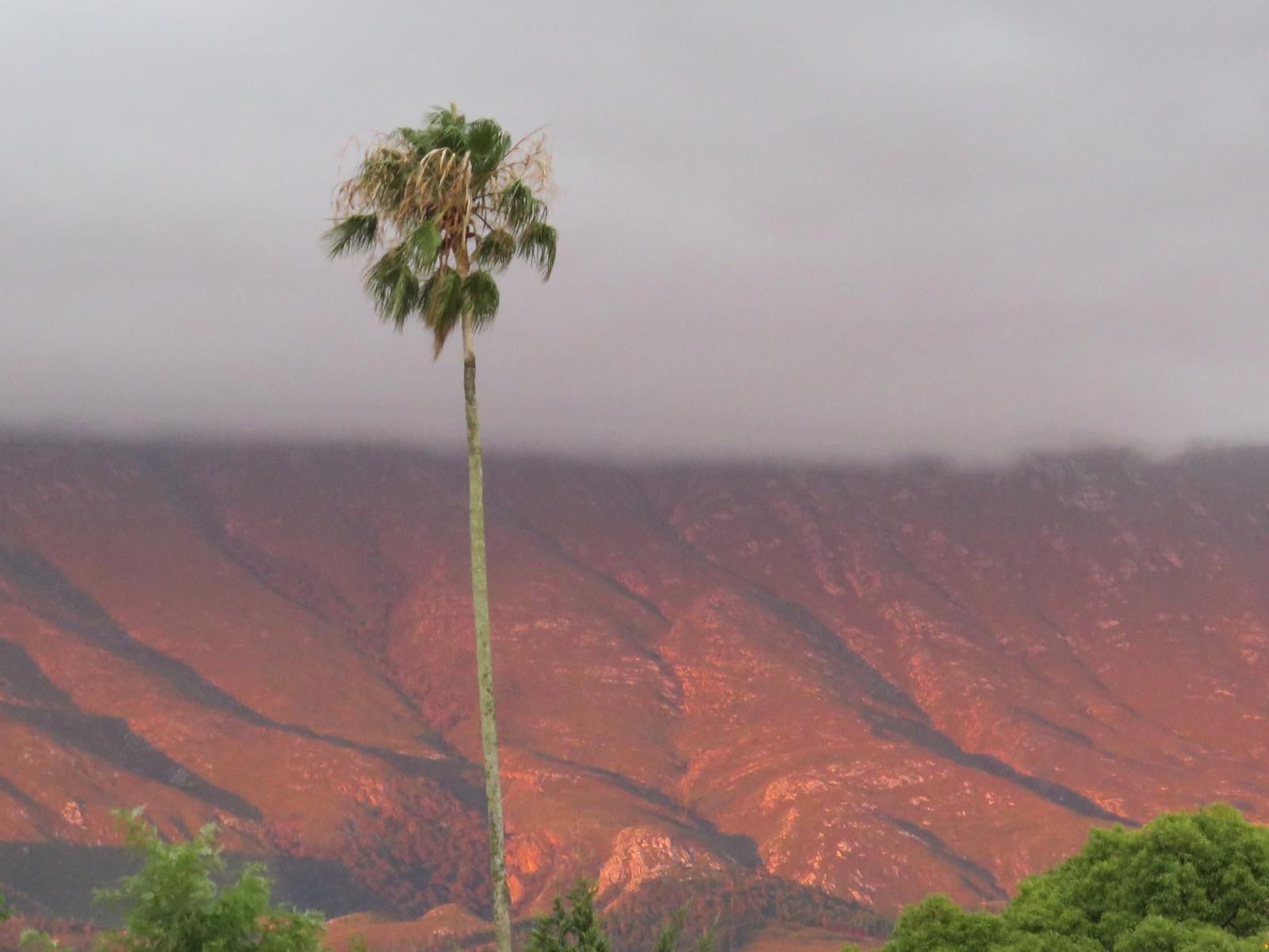 Langeberg Guest Lodge Swellendam Western Cape South Africa Palm Tree, Plant, Nature, Wood