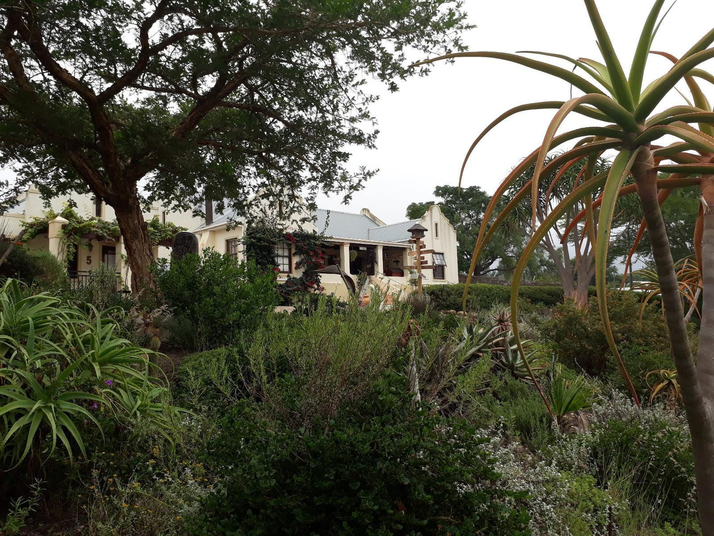 Langeberg Guest Lodge Swellendam Western Cape South Africa Palm Tree, Plant, Nature, Wood, Garden