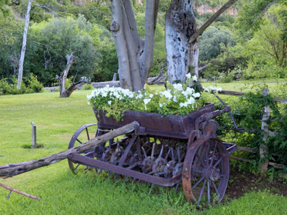 Langfontein Guest Farm Graaff Reinet Eastern Cape South Africa Plant, Nature