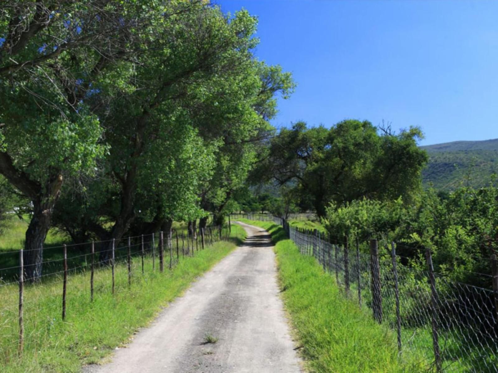 Langfontein Guest Farm Graaff Reinet Eastern Cape South Africa Complementary Colors, Tree, Plant, Nature, Wood, Street