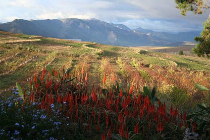 Langkloof Gallery And Sculpture Garden Uniondale Western Cape South Africa Field, Nature, Agriculture, Mountain