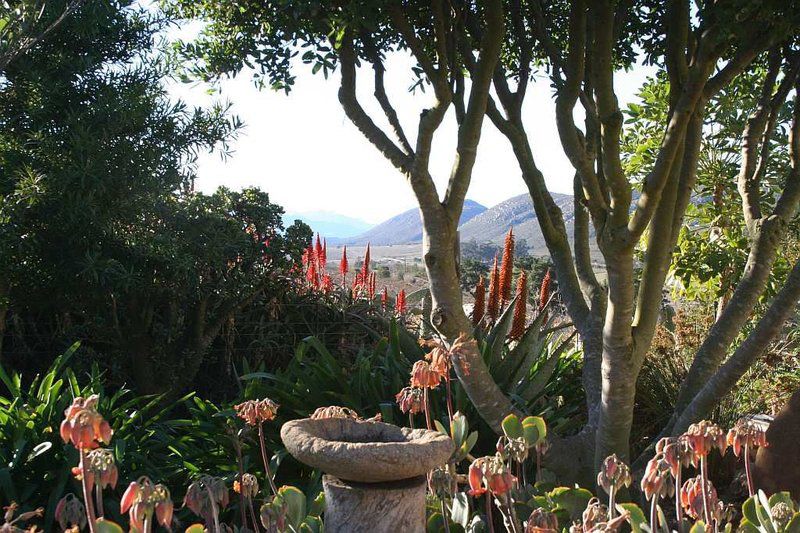 Langkloof Gallery And Sculpture Garden Uniondale Western Cape South Africa Plant, Nature, Garden