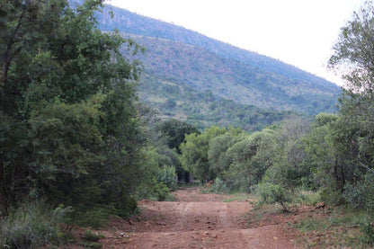 Langkloof Game Farm Mabula Private Game Reserve Limpopo Province South Africa Forest, Nature, Plant, Tree, Wood