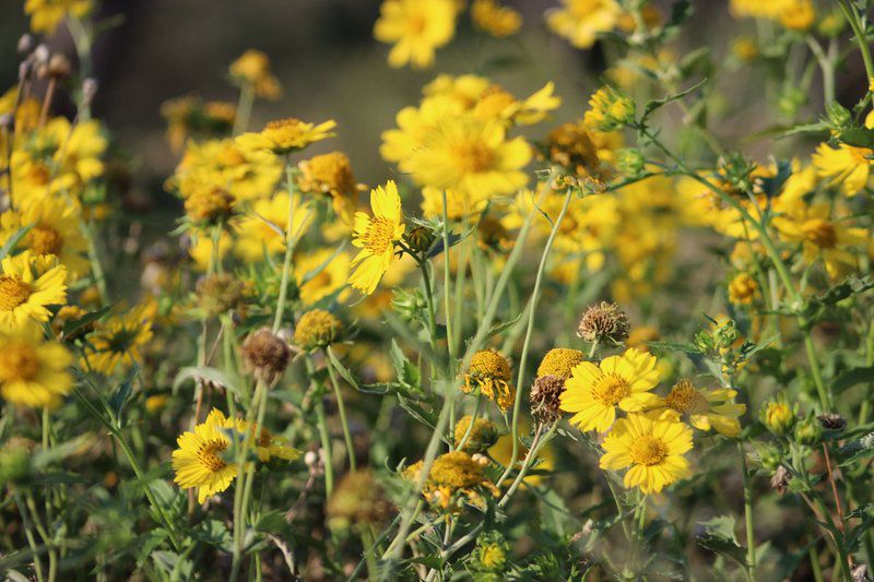 Langkloof Game Farm Mabula Private Game Reserve Limpopo Province South Africa Flower, Plant, Nature, Meadow