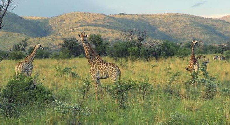 Langkloof Game Farm Mabula Private Game Reserve Limpopo Province South Africa Giraffe, Mammal, Animal, Herbivore