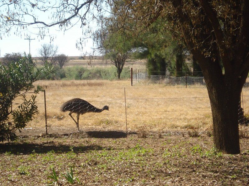 Langkuil Guestfarm Koppies Free State South Africa Animal, Lowland, Nature