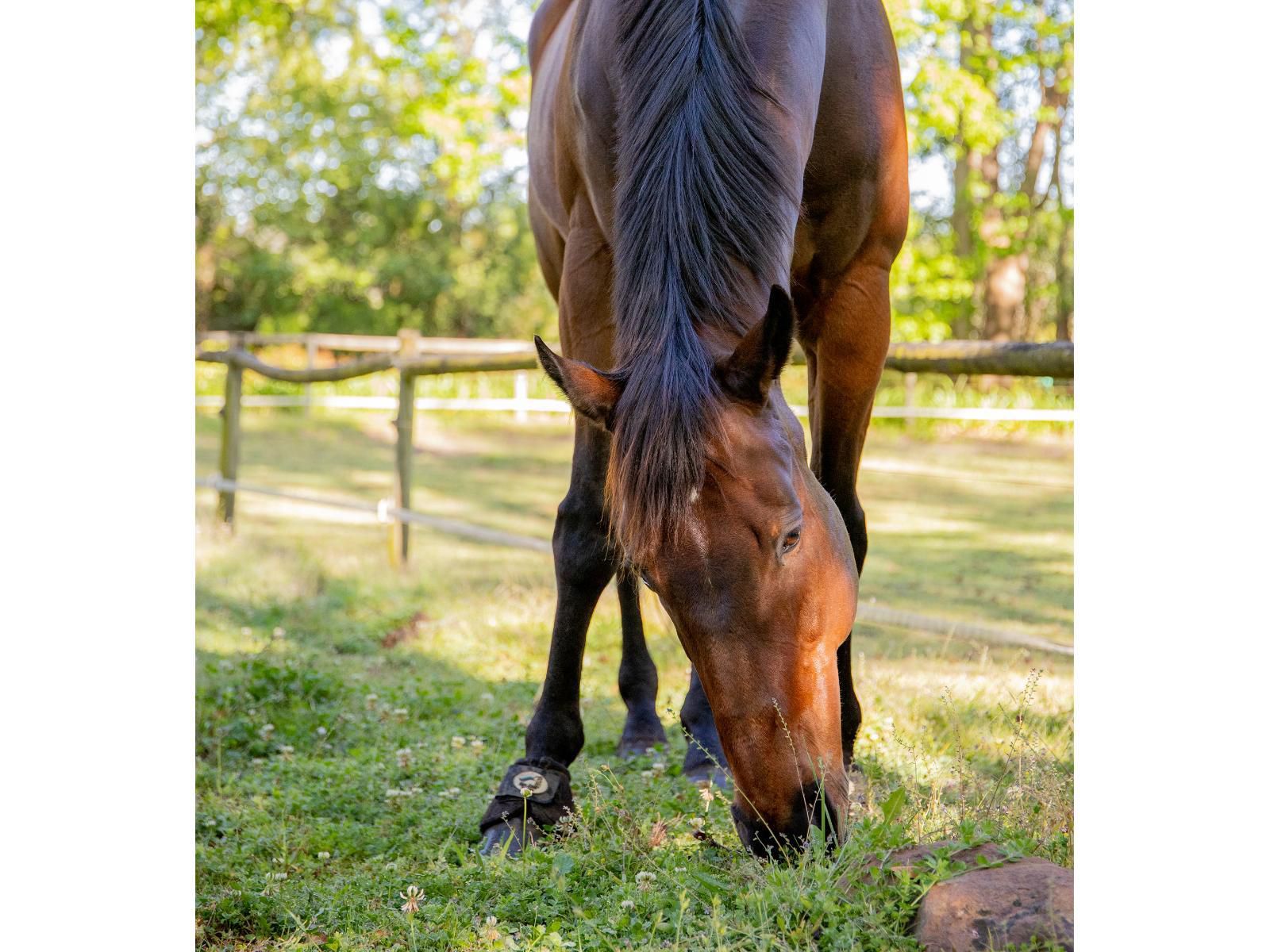 Languedoc Farm Stellenbosch Western Cape South Africa Horse, Mammal, Animal, Herbivore