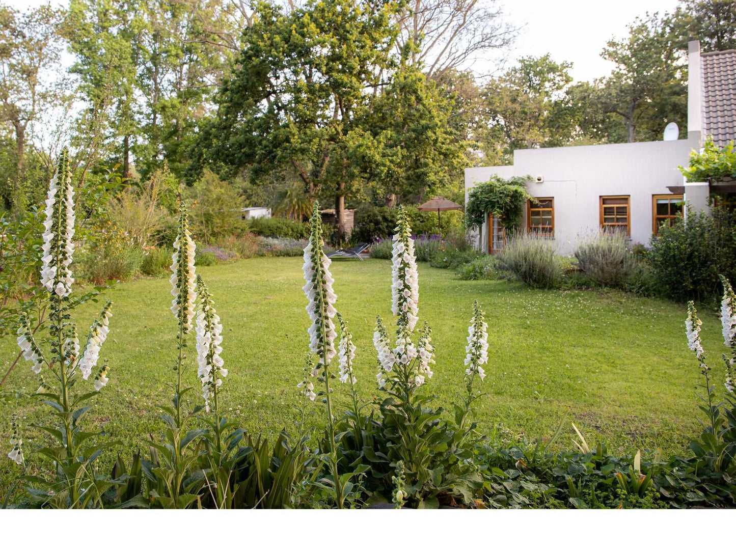 Languedoc Farm Stellenbosch Western Cape South Africa House, Building, Architecture, Plant, Nature, Garden