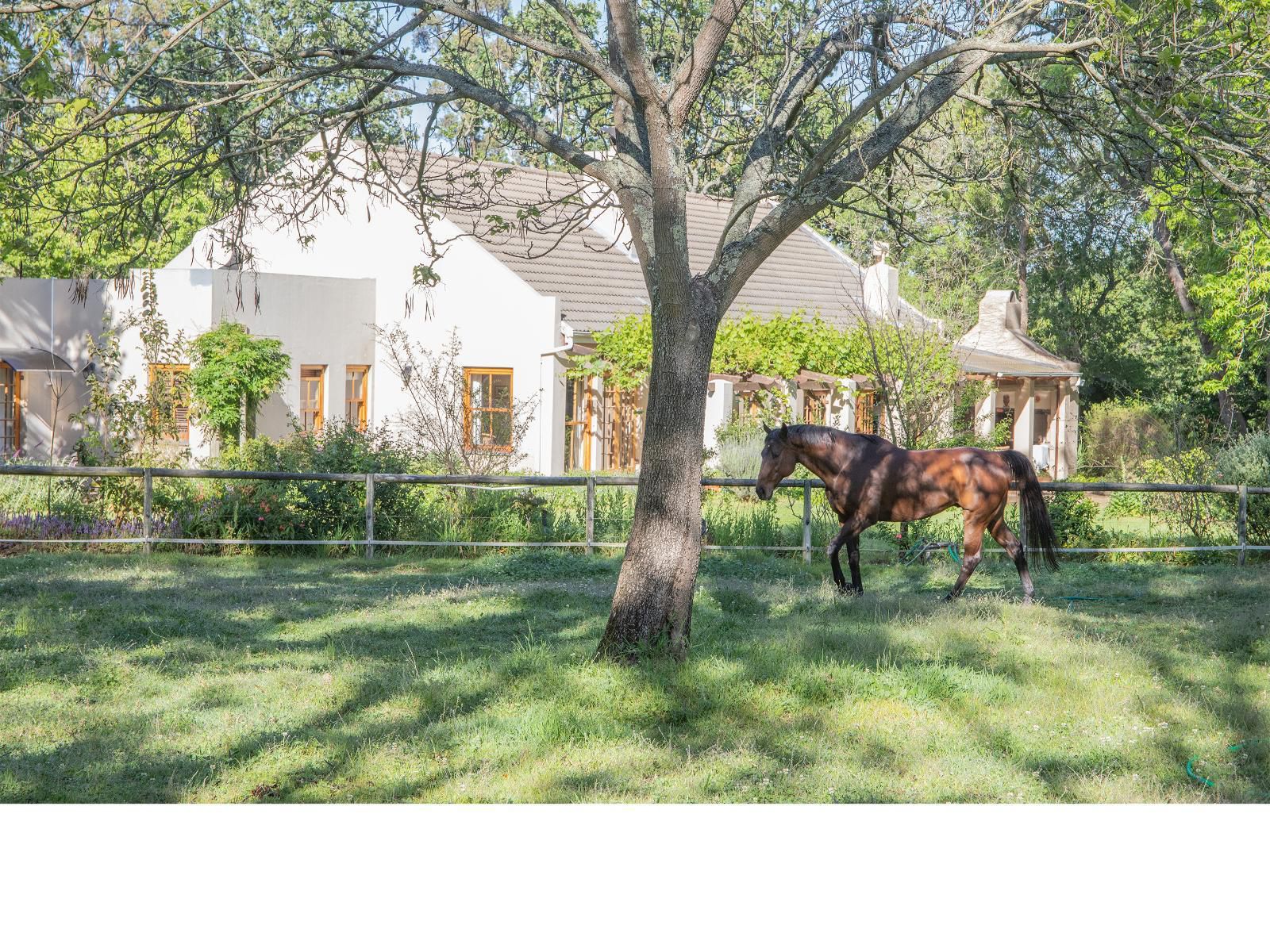 Languedoc Farm Stellenbosch Western Cape South Africa Horse, Mammal, Animal, Herbivore