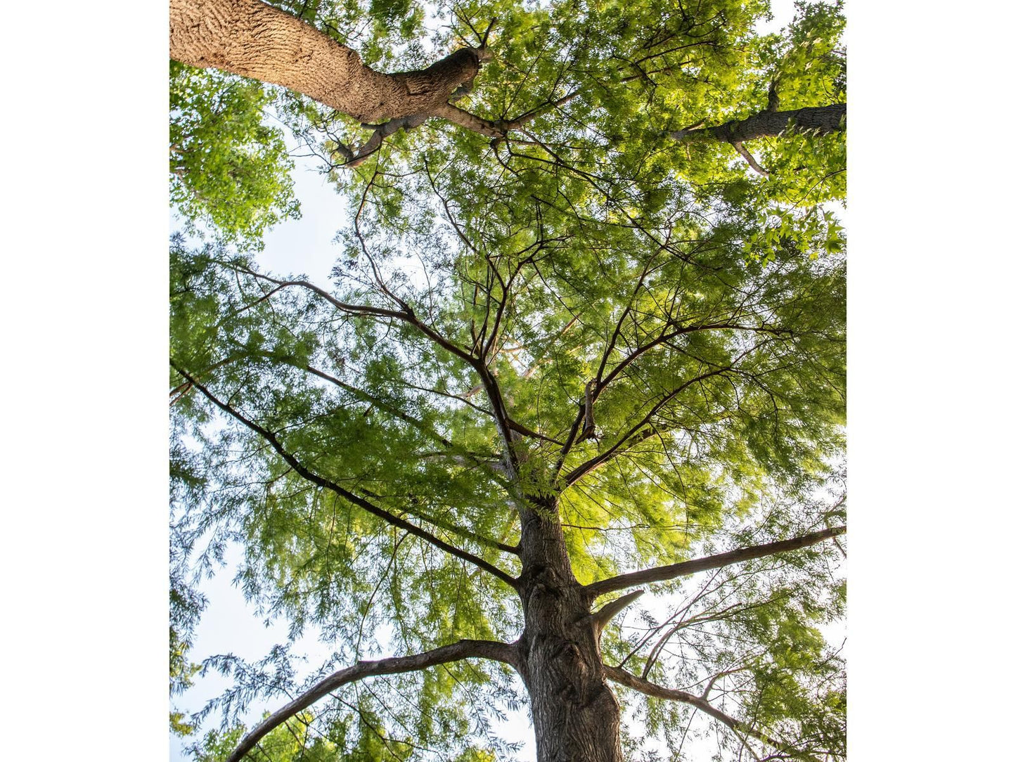 Languedoc Farm Stellenbosch Western Cape South Africa Forest, Nature, Plant, Tree, Wood