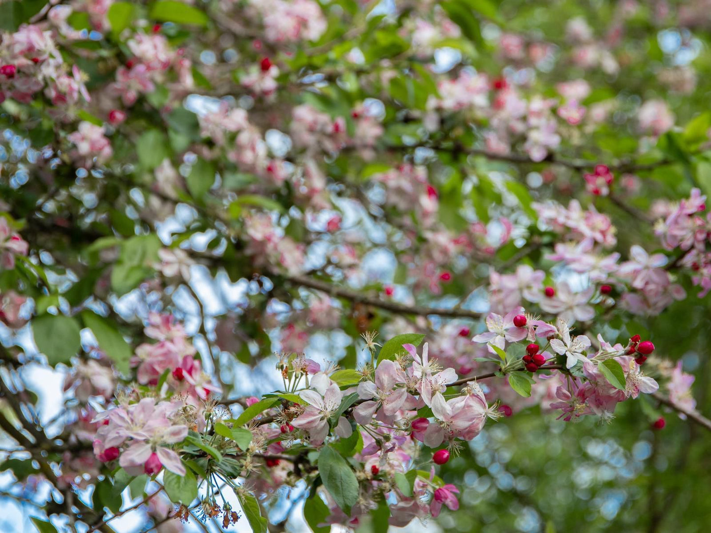 Languedoc Farm Stellenbosch Western Cape South Africa Blossom, Plant, Nature