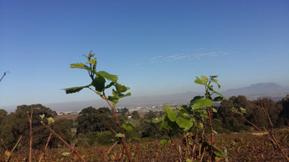 Langverwagt Stellenbosch Farms Stellenbosch Western Cape South Africa Plant, Nature