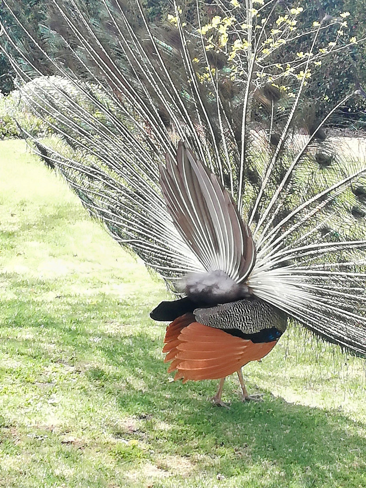 Langverwagt Stellenbosch Farms Stellenbosch Western Cape South Africa Bird, Animal