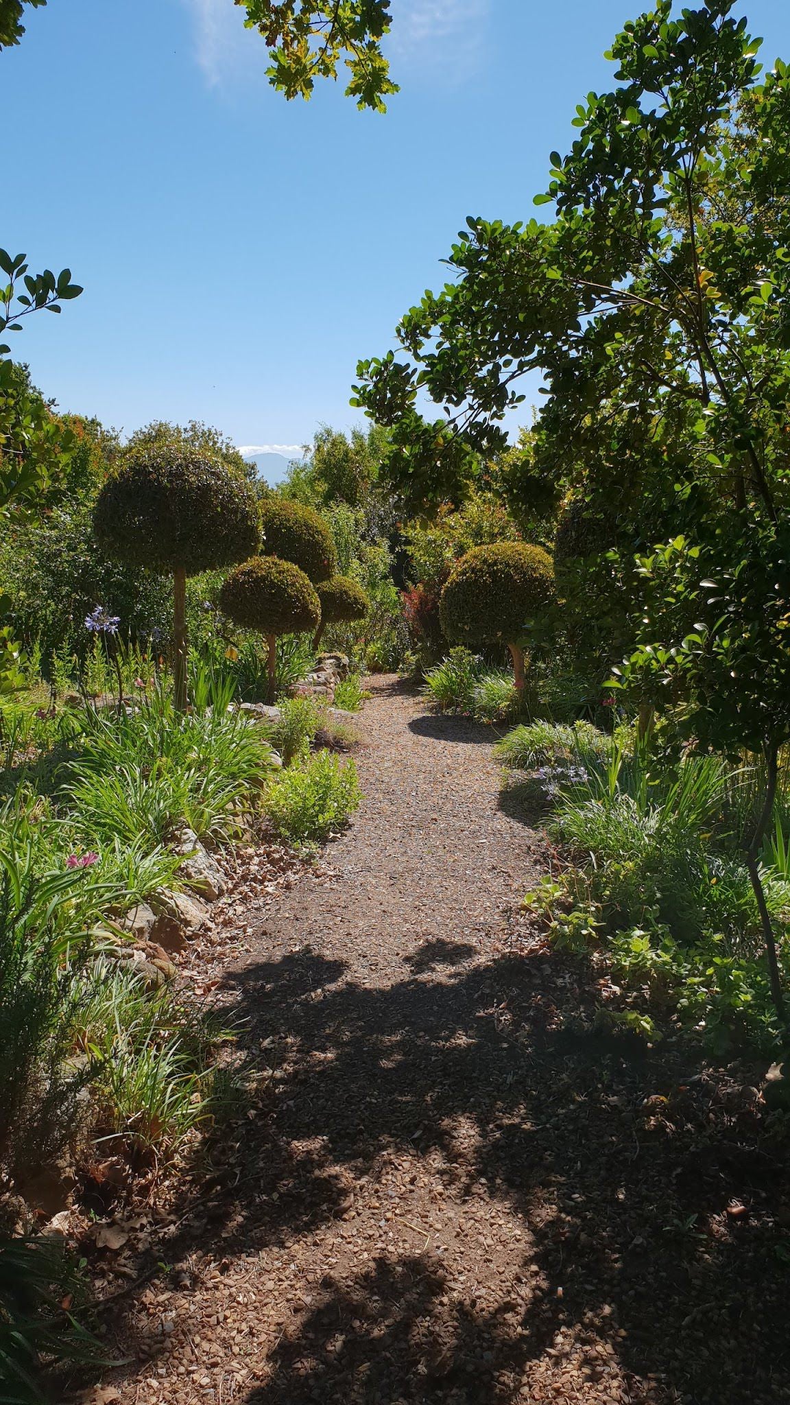 Langverwagt Stellenbosch Farms Stellenbosch Western Cape South Africa Complementary Colors, Plant, Nature, Garden