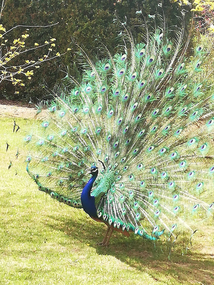 Langverwagt Stellenbosch Farms Stellenbosch Western Cape South Africa Peafowl, Bird, Animal