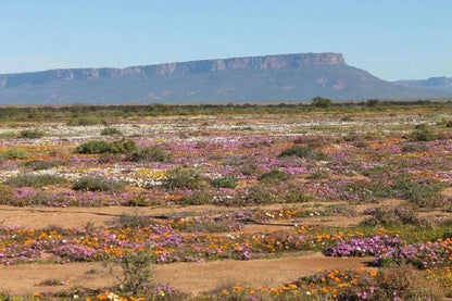 Lankverwacht Guestfarm And Camping Vanrhynsdorp Western Cape South Africa Complementary Colors, Cactus, Plant, Nature