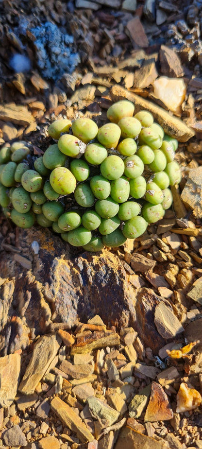 Lankverwacht Guestfarm And Camping Vanrhynsdorp Western Cape South Africa Cactus, Plant, Nature, Grape, Fruit, Food