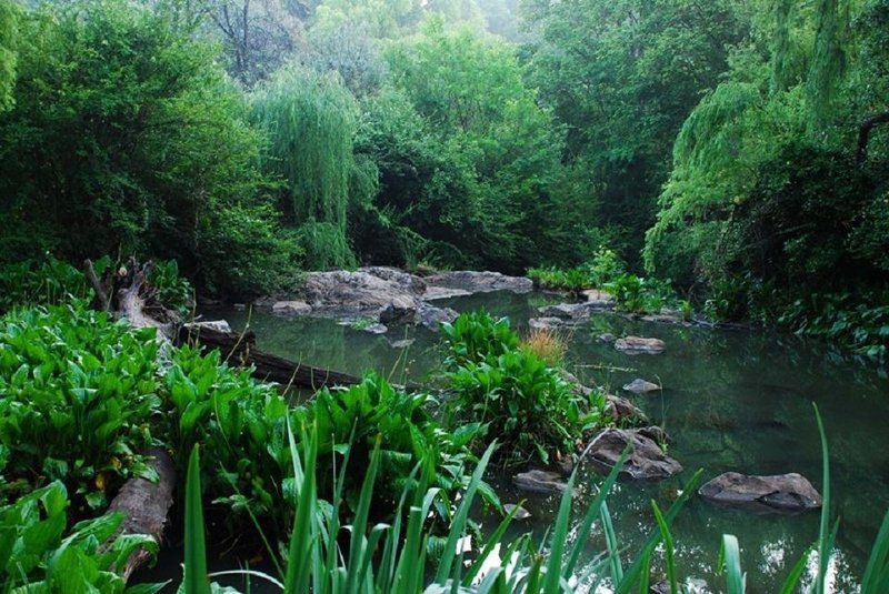 La Provence D Afrique Magaliesburg Gauteng South Africa River, Nature, Waters, Tree, Plant, Wood, Garden