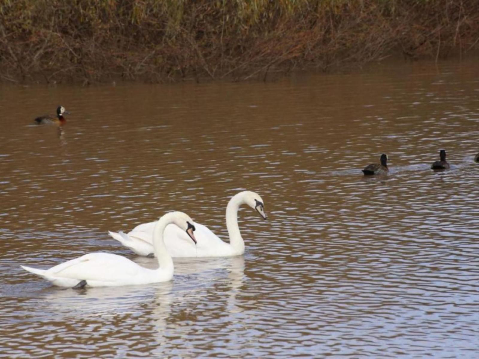 La Riviera Guest House And Spa Aliwal North Eastern Cape South Africa Swan, Bird, Animal