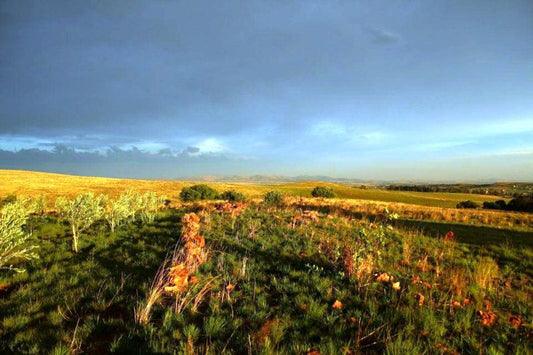 O Live Life Guest House La Rochelle Farm Drumblade De Deur Gauteng South Africa Complementary Colors, Colorful, Field, Nature, Agriculture, Lowland