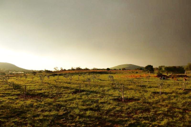 O Live Life Guest House La Rochelle Farm Drumblade De Deur Gauteng South Africa Sepia Tones, Field, Nature, Agriculture, Lowland