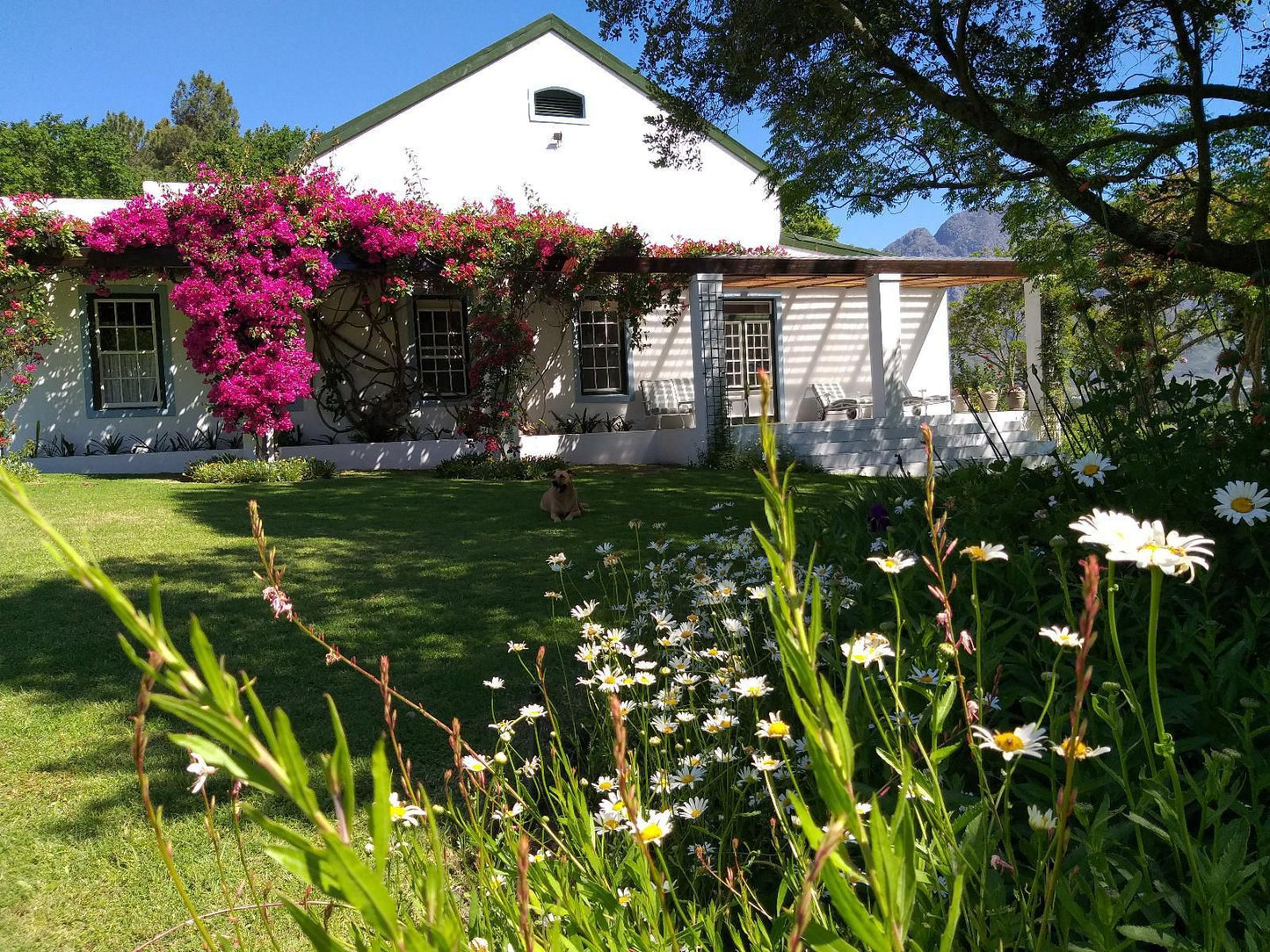 L Auberge Chanteclair Franschhoek Western Cape South Africa House, Building, Architecture, Plant, Nature, Garden