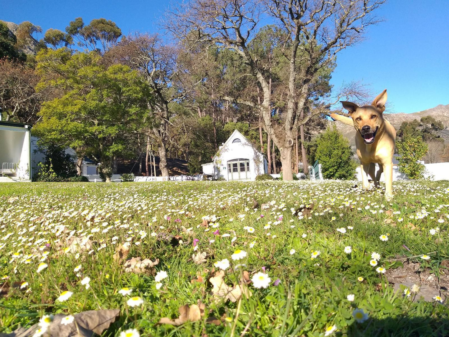 L Auberge Chanteclair Franschhoek Western Cape South Africa Dog, Mammal, Animal, Pet, Plant, Nature