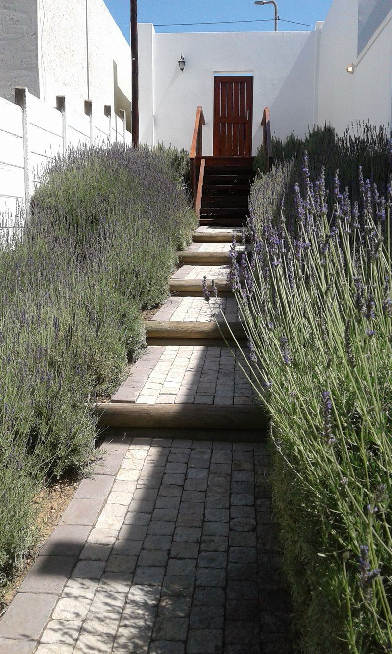 Lavandula Manor Mossel Bay Western Cape South Africa Lavender, Nature, Plant, Garden