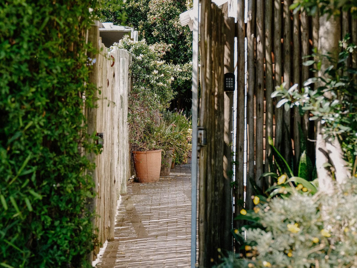 Lavender Bnb, Plant, Nature, Garden