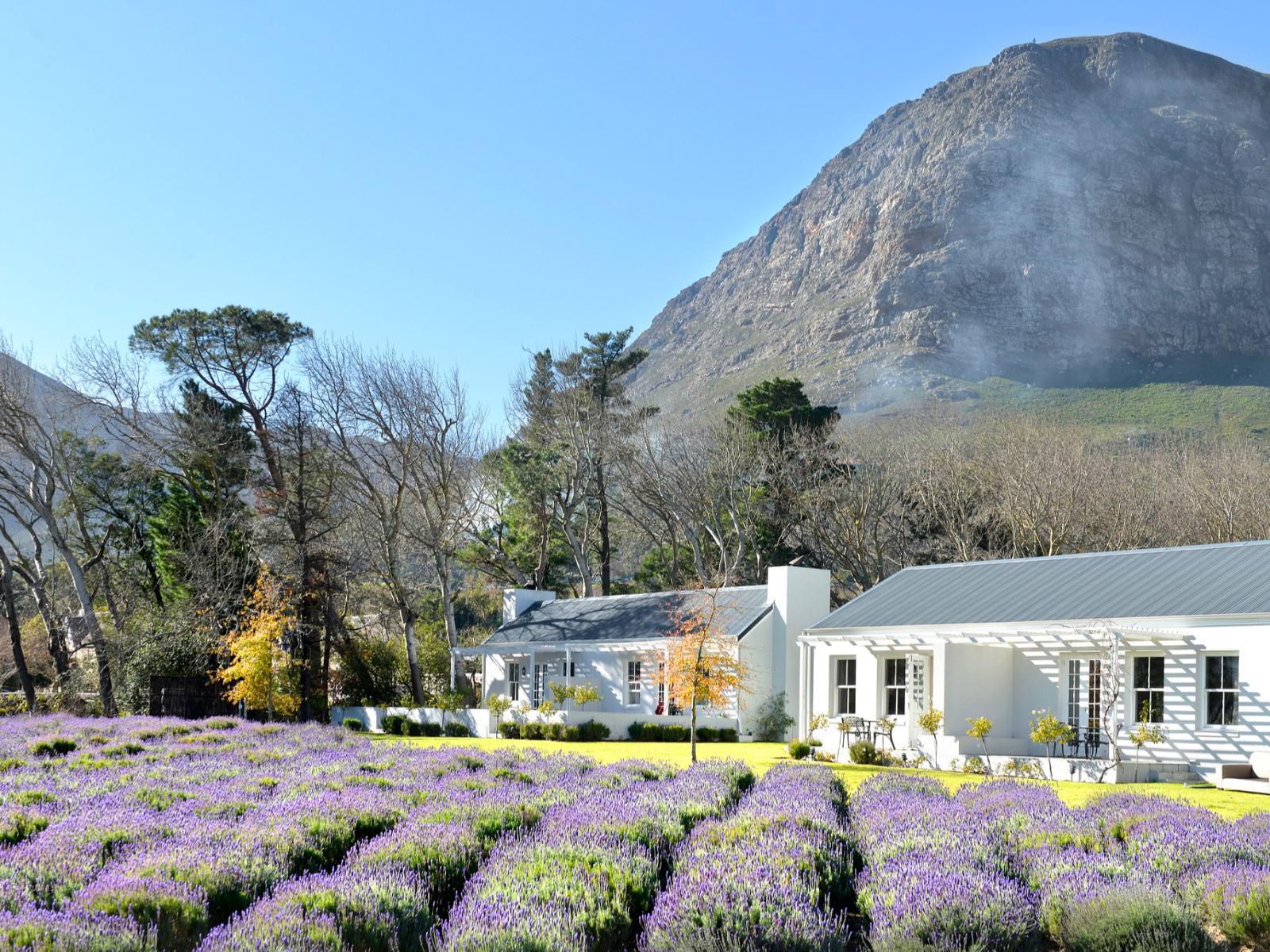 Lavender Farm Guest House Franschhoek Western Cape South Africa Mountain, Nature, Garden, Plant