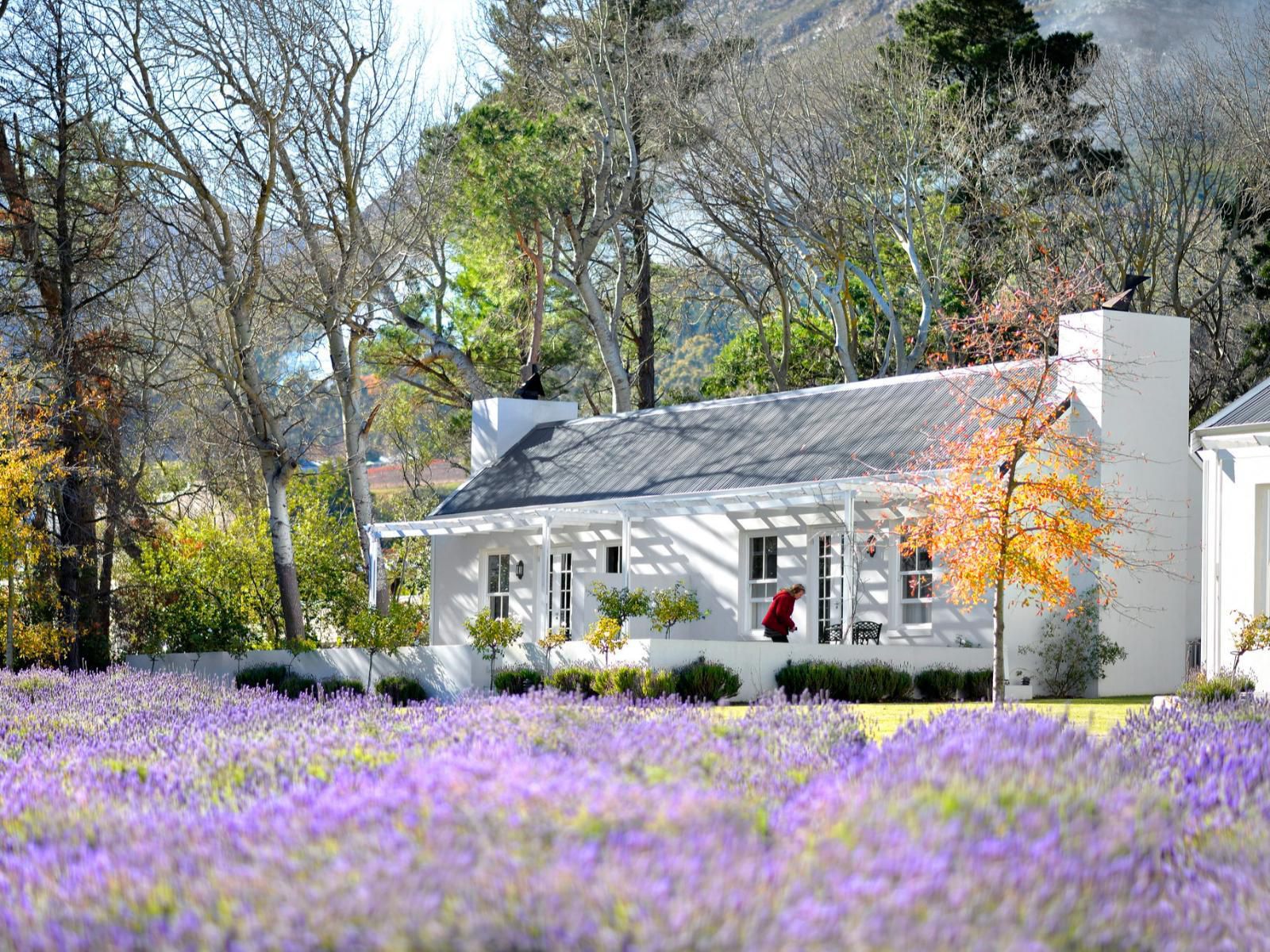 Lavender Farm Guest House Franschhoek Western Cape South Africa Plant, Nature