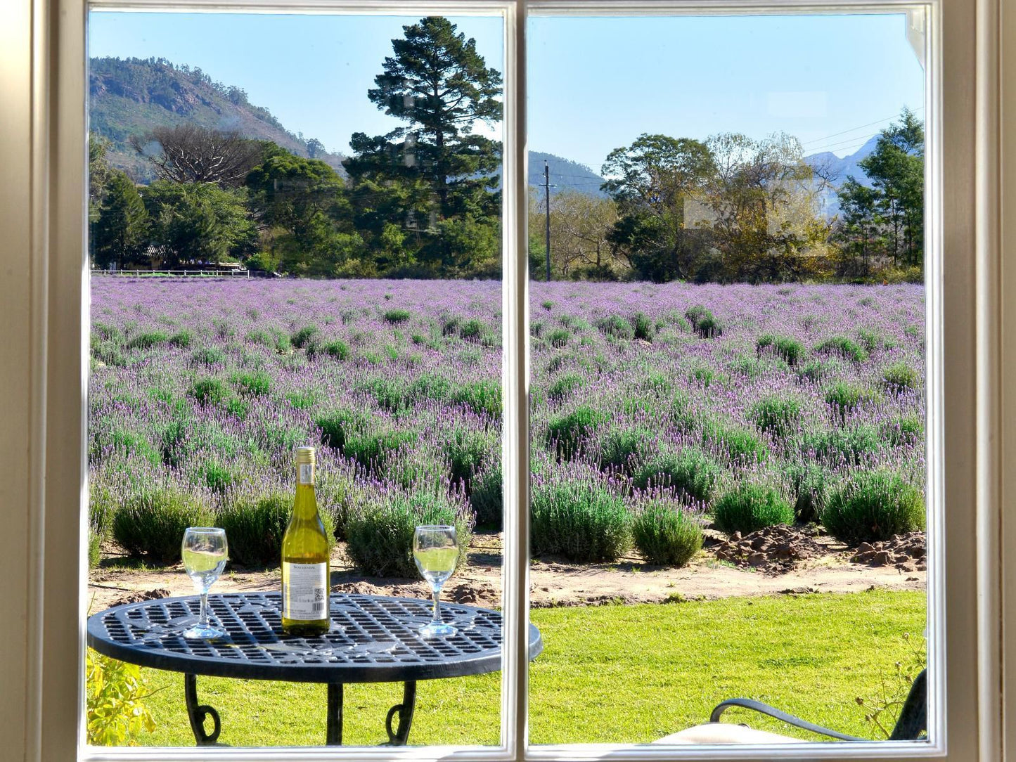Lavender Farm Guest House Franschhoek Western Cape South Africa Garden, Nature, Plant