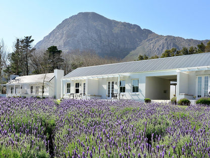 Lavender Farm Guest House Franschhoek Western Cape South Africa House, Building, Architecture